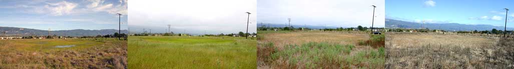 vernal pools